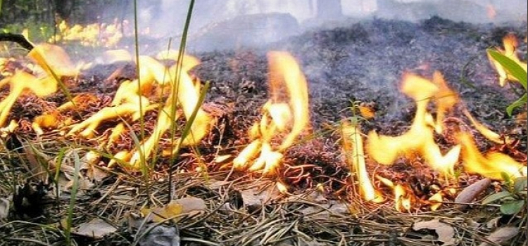 В Ярославской области объявили V класс пожароопасной обстановки