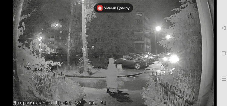 Срезает и продаёт: в Ярославле неизвестная ворует цветы с клумб