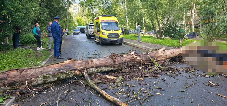 В Ярославле упавшее дерево насмерть придавило человека_320987