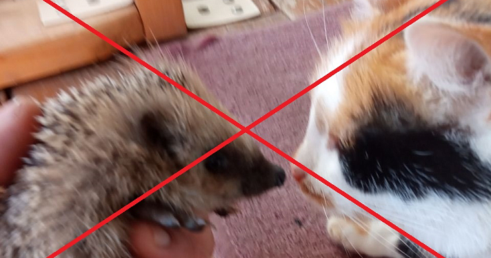 Ярославцев массово кусают ежи