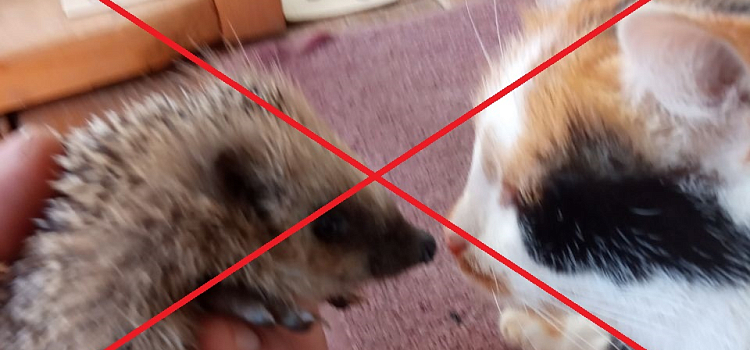 Ярославцев массово кусают ежи