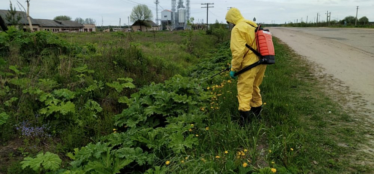 В Ярославской области вдоль дорог начали скашивать борщевик 