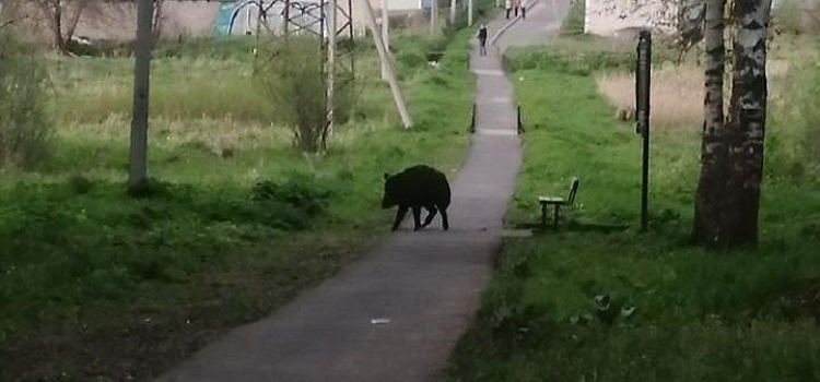 Жители Данилова заметили кабана на улицах города