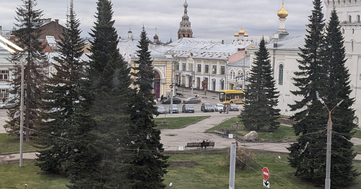 Ярославцев попросили самих найти ель для новогодних праздников