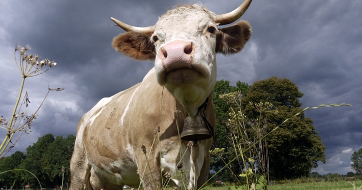 Жительница Ярославской области хотела продать корову, но нарвалась на мошенников