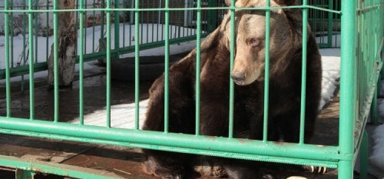  В Ярославле проснулась медведица Маша