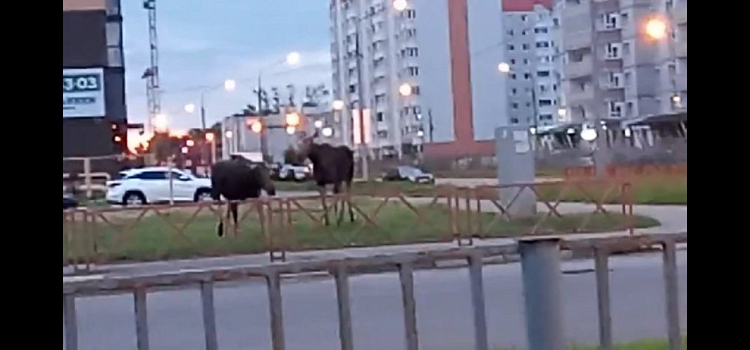 В Ярославле лоси снова вышли к людям