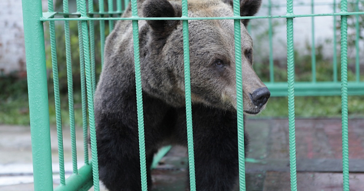 Ярославцы просят улучшить качество жизни медведицы Маши