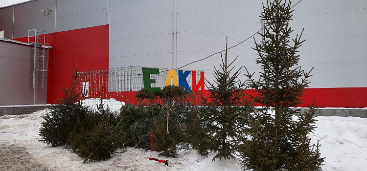 От 500 рублей! В Рыбинске открываются елочные базары