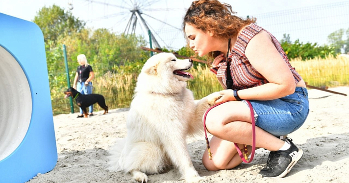 В Ярославской области ввели новые правила содержания и выгула домашних животных