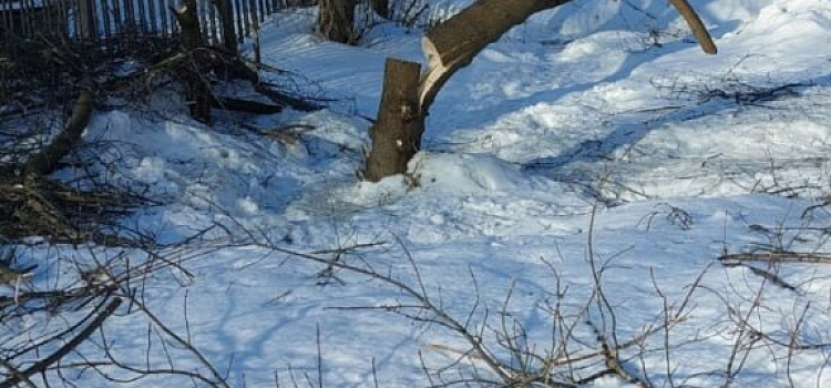 В Ярославле у бабушки, устроившей массовый выпил деревьев, полицейские отобрали пилу_313619