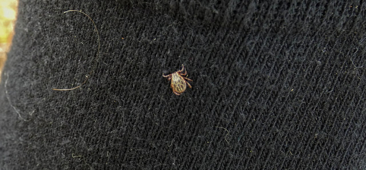 В Ярославской области выявили первого энцефалитного клеща