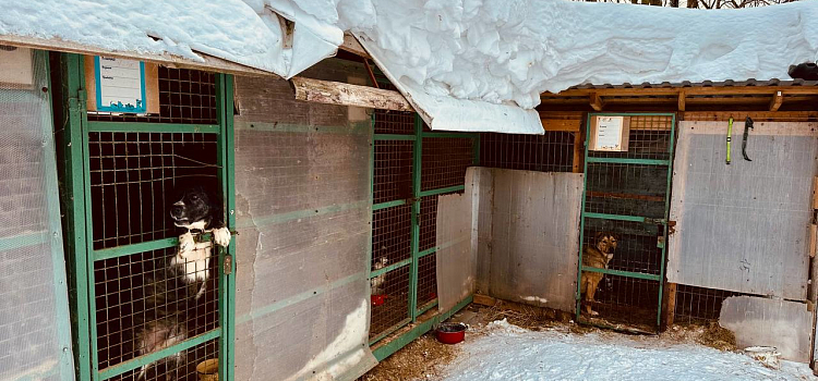 Собачий приют бывшего САХ продолжает работу при «Горзеленхозстрое»_265052