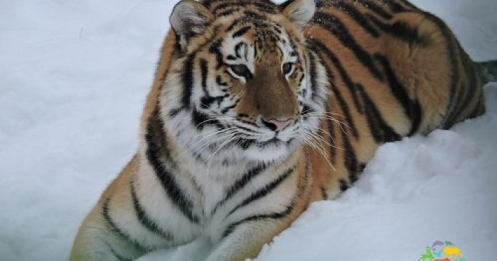 Ярославский зоопарк покажет посетителям амурскую тигрицу Яшму
