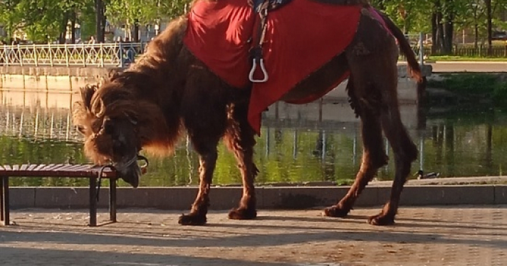 Ярославцев обеспокоило состояние верблюда, катающего детей в городских парках