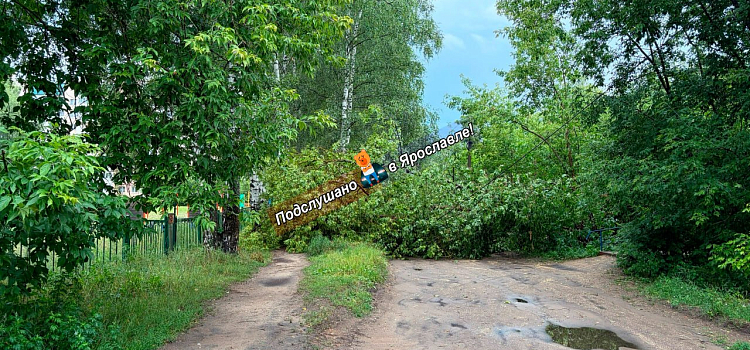 Крыши и деревья летели прямо на дорогу: в Ярославской области устраняют последствия грозы_319285