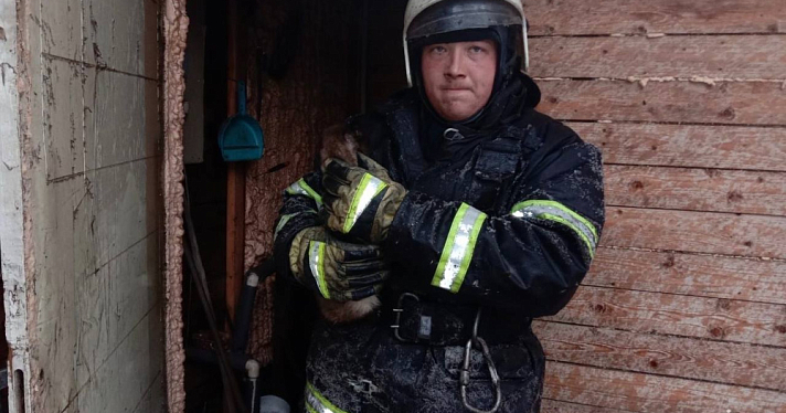 Ярославский пожарный спас кота из горящего дома