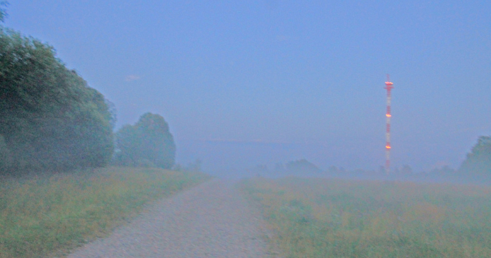 В Ярославской области грибники в лесу наткнулись на медведей