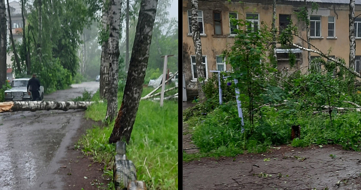 В Ярославле упавшие из-за сильного ветра деревья парализовали движение электротранспорта_242582