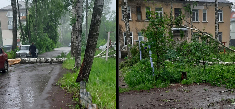 В Ярославле упавшие из-за сильного ветра деревья парализовали движение электротранспорта_242582