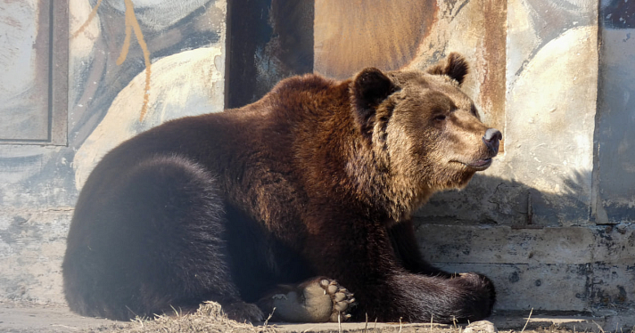 Проснулись голодными: в Ярославском зоопарке медведи вышли из зимней спячки_237138