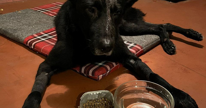 Избил молотком и выбросил в мешке в контейнер: в Ярославской области возбудили уголовное дело по факту жестокого обращения с животным