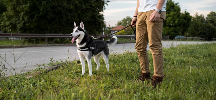 В Ярославской области могут ужесточить требования к содержанию и выгулу домашних животных