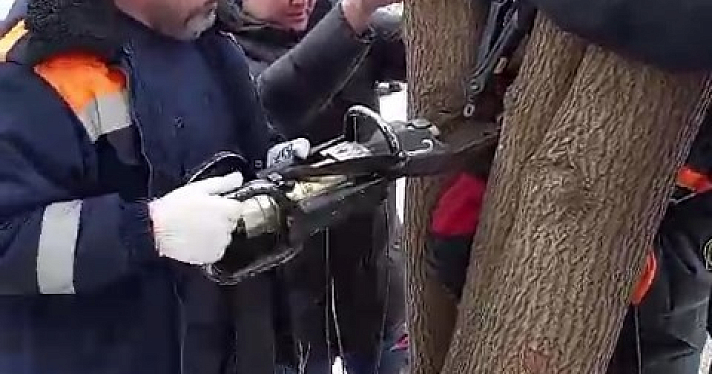 В Ярославле растущее во дворе дерево «взяло в плен» гуляющую девочку