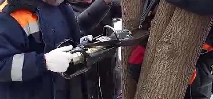 В Ярославле растущее во дворе дерево «взяло в плен» гуляющую девочку