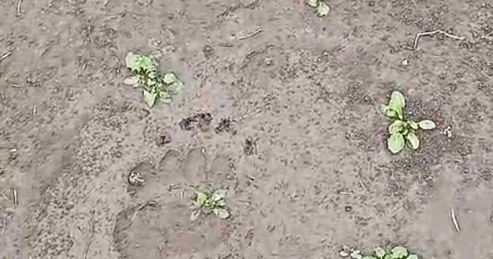 У деревни в Первомайском районе заметили свежие медвежьи следы