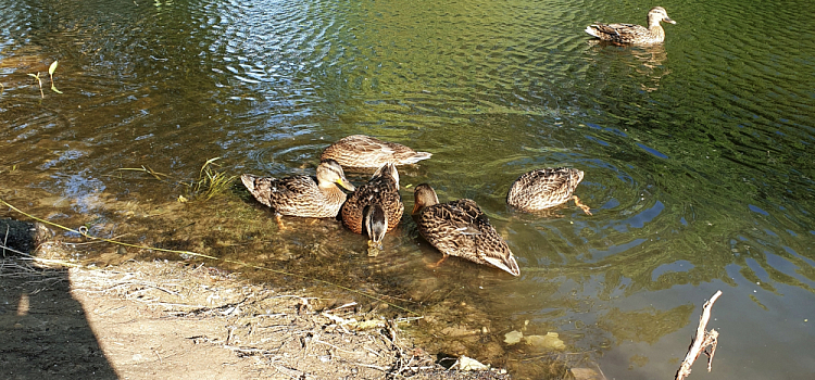 «Каменные джунгли»: в Дзержинском районе закапывают пруд с утками ради стройки