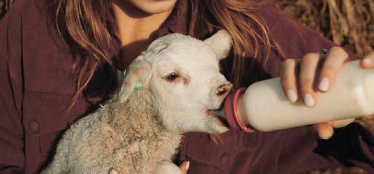 В Ярославской области пройдёт круглый стол по агротуризму