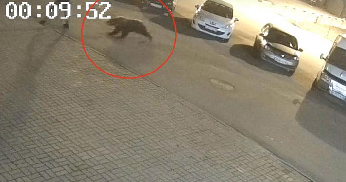 Напавшего в Ярославле на человека медведя убили