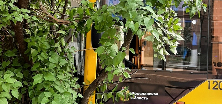 В Ярославле автобус сбил дорожное ограждение и протаранил дерево_241642