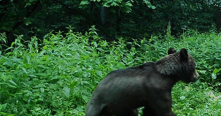 «До десяти взрослых особей»: в Ярославской области грибников предупредили о медведях