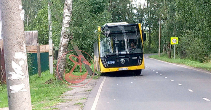 В Ярославль автобус въехал в столб из-за выбежавшей на дорогу кошки