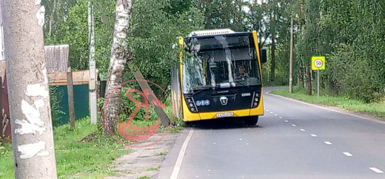 В Ярославль автобус въехал в столб из-за выбежавшей на дорогу кошки