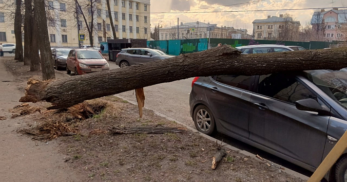 В Ярославле сильный ветер повалил деревья на машины_268974