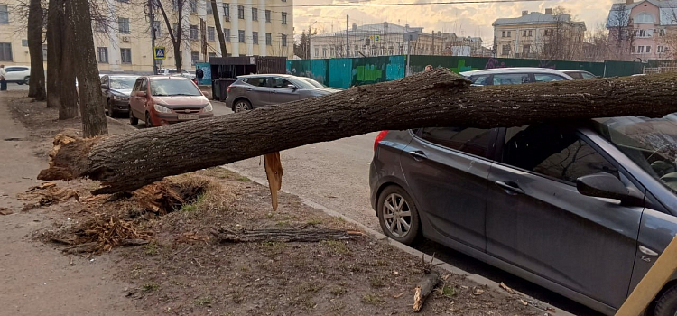 В Ярославле сильный ветер повалил деревья на машины_268974
