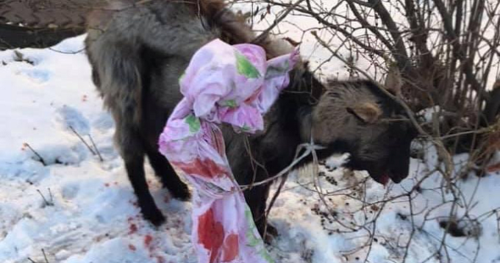 Изо рта шла кровь: в Ярославле раненого козленка привязали к дереву