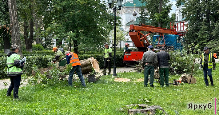 В Демидовском сквере в Ярославле срубили десятки деревьев_245759
