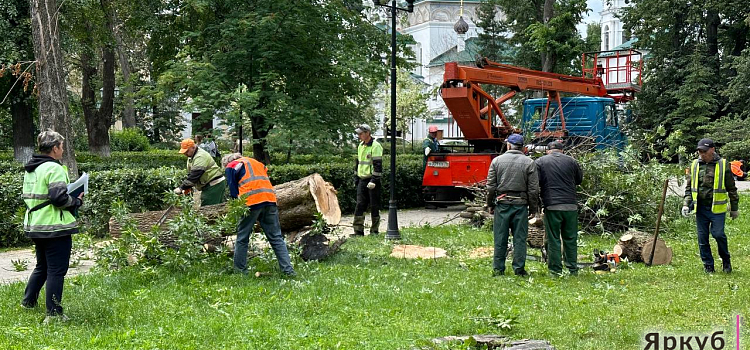 В Демидовском сквере в Ярославле срубили десятки деревьев_245759