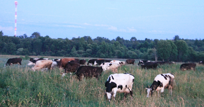 В части Гаврилов-Ямского округа ввели карантин по лейкозу крупного рогатого скота
