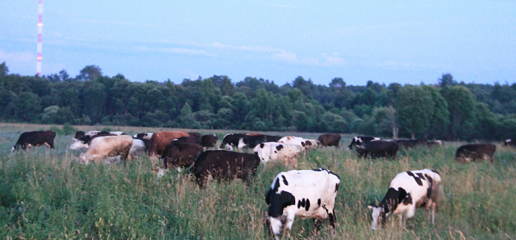 В части Гаврилов-Ямского округа ввели карантин по лейкозу крупного рогатого скота