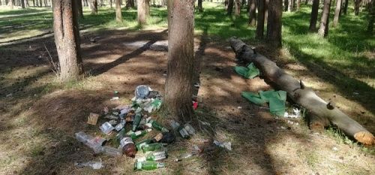 Ярославцы превратили в свалку сосновый бор в Заволжском районе