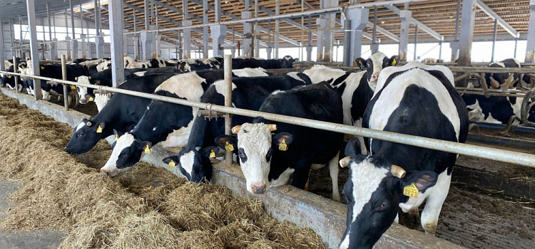 В Ярославской области аграрный комплекс произвёл продукции на 70,3 миллиарда рублей
