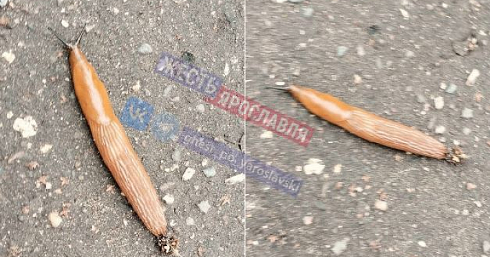 «Что за монстры?»: ярославцы в Сети обсуждают испанских слизней