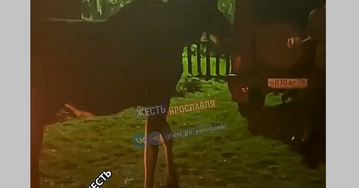 Зашёл на огонёк: в деревне под Ярославлем сняли на видео молодого ручного лося