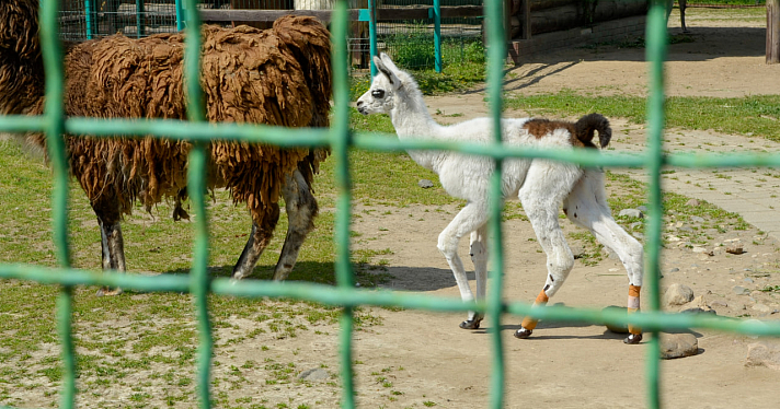 Лама и альпака: в Ярославском зоопарке пополнение среди копытных животных_243302