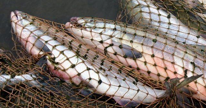 В Ярославле введен запрет на продажу рыбы из местных водоемов